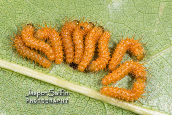 Automeris hesselorum first instar caterpillars