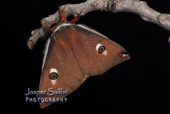 Mendocino Saturnia Moth (Saturnia mendocino) female