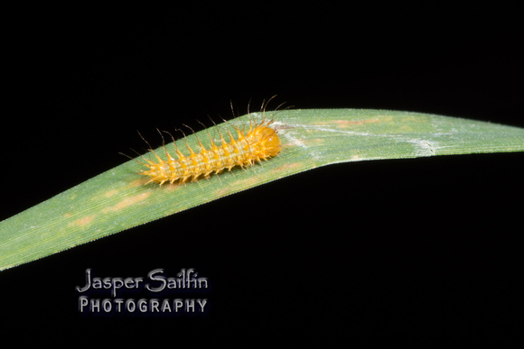 Patagonia Eyed Silkmoth (Automeris patagoniensis) first instar caterpillar