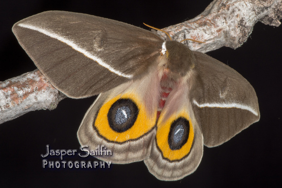 Zephyr-Eyed Silkmoth (Automeris zephyria) Female