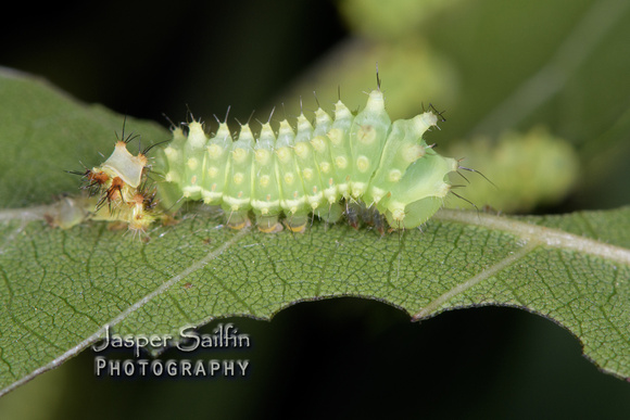 Luna Moth (Actias luna) caterpillar moulting into second instar