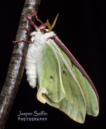 Luna Moth (Actias luna) female inflating wings