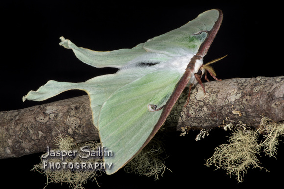 Luna Moth (Actias luna) female