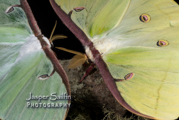 Luna Moth (Actias luna) female (left) and male