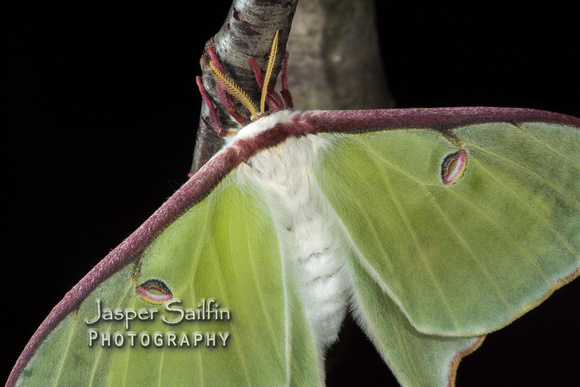 Luna Moth (Actias luna) female