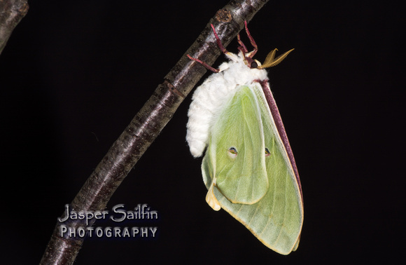 Luna Moth (Actias luna) female inflating wings