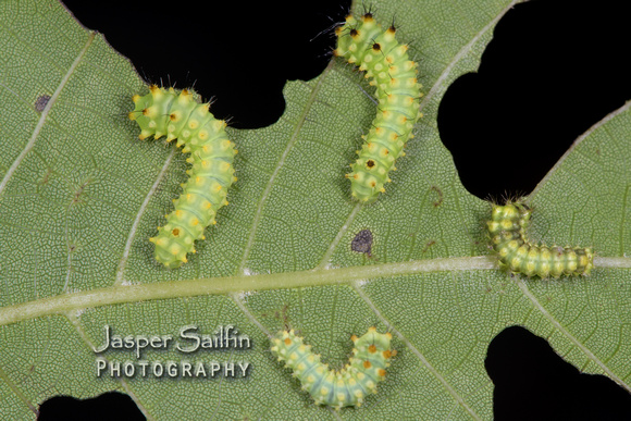 Luna Moth (Actias luna) caterpillars