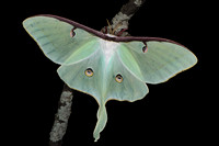Luna Moth (Actias luna) Lifecycle