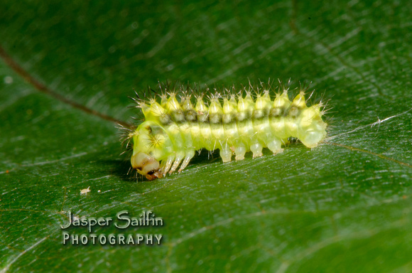 Luna Moth (Actias luna) caterpillar