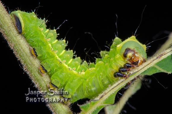 Luna Moth (Actias luna) caterpillar