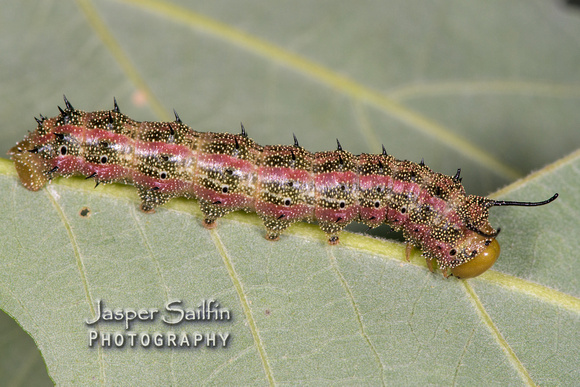 Pink-Striped Oakworm Moth (Anisota virginiensis) caterpillar
