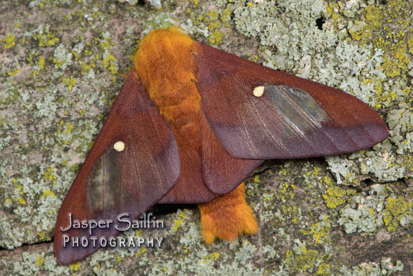 Pink-Striped Oakworm Moth (Anisota virginiensis) male