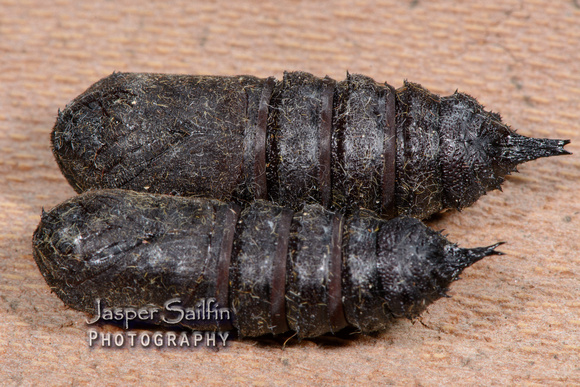 Pink-Striped Oakworm Moth (Anisota virginiensis) pupae