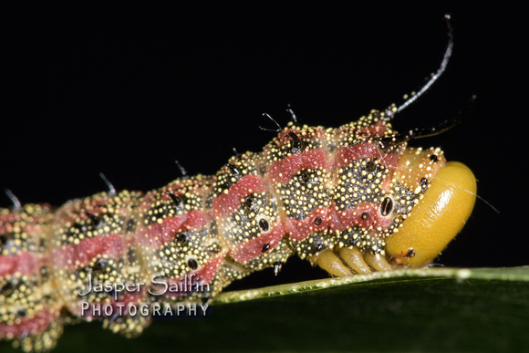 Pink-Striped Oakworm Moth (Anisota virginiensis) caterpillar