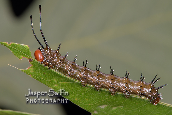 Spiny Oakworm Moth (Anisota stigma) caterpillar