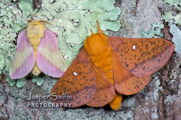 Rosy Maple Moth (Dryocampa rubicunda) and Spiny Oakworm Moth (Anisota stigma)