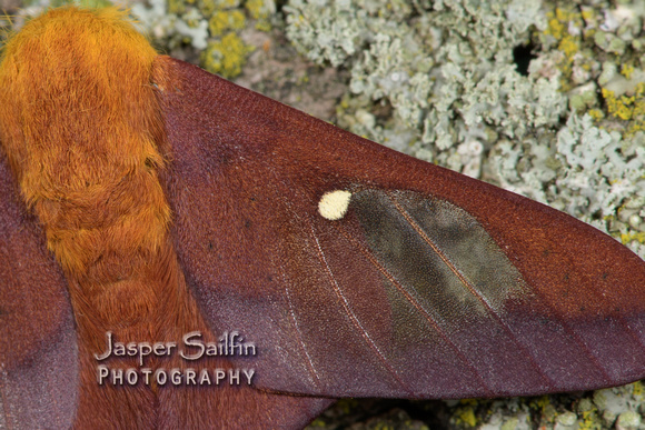 Pink-Striped Oakworm Moth (Anisota virginiensis) male