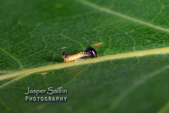 Pink-Striped Oakworm Moth (Anisota virginiensis) first instar caterpillar