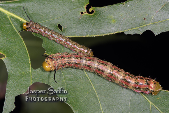 Pink-Striped Oakworm Moth (Anisota virginiensis) caterpillars