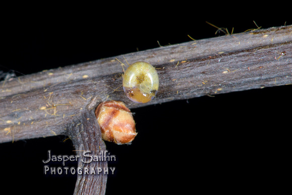 Pink-Striped Oakworm Moth (Anisota virginiensis) ova