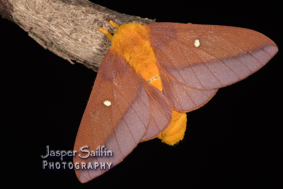 Pink-Striped Oakworm Moth (Anisota virginiensis) female