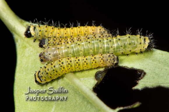Eri Silkmoth (Samia cynthia ricini) caterpillars