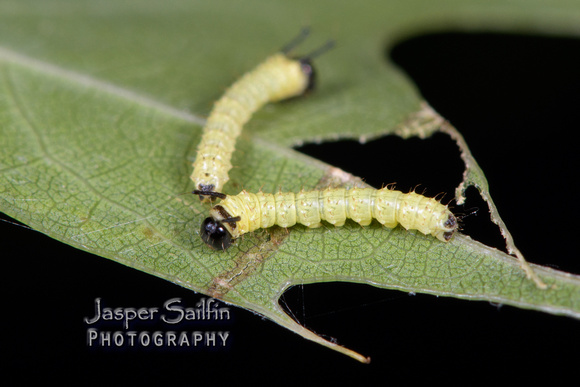 Spiny Oakworm Moth (Anisota stigma) first instar caterpillar