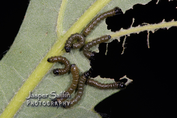 Pink-Striped Oakworm Moth (Anisota virginiensis) first instar caterpillars