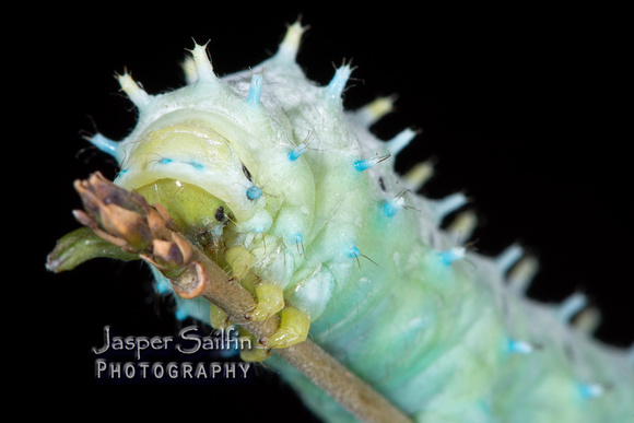 Eri Silkmoth (Samia cynthia ricini) caterpillar