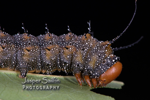 Spiny Oakworm Moth (Anisota stigma) final instar caterpillar