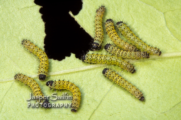 Eri Silkmoth (Samia cynthia ricini) caterpillars