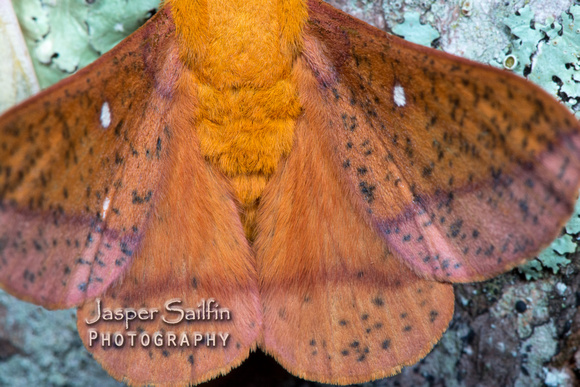 Spiny Oakworm Moth (Anisota stigma)