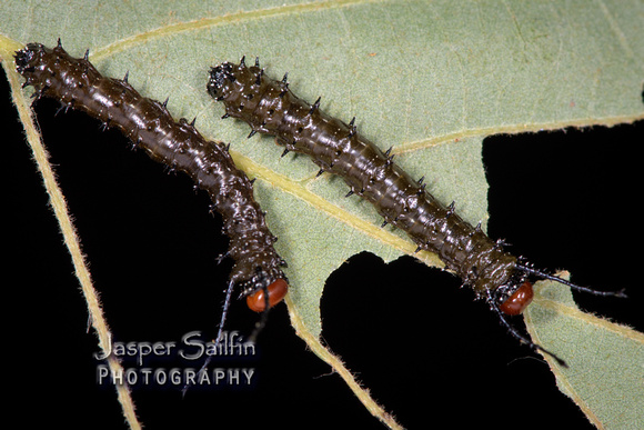 Spiny Oakworm Moth (Anisota stigma) caterpillars