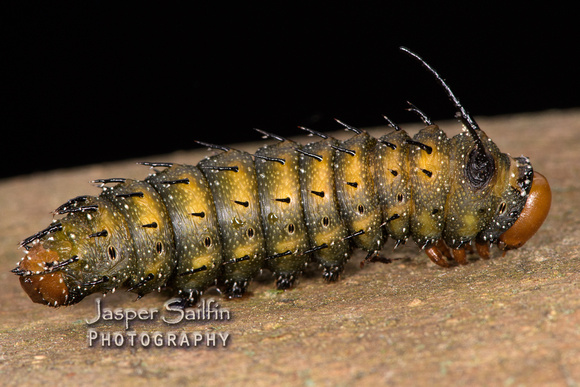Spiny Oakworm Moth (Anisota stigma) prepupal caterpillar