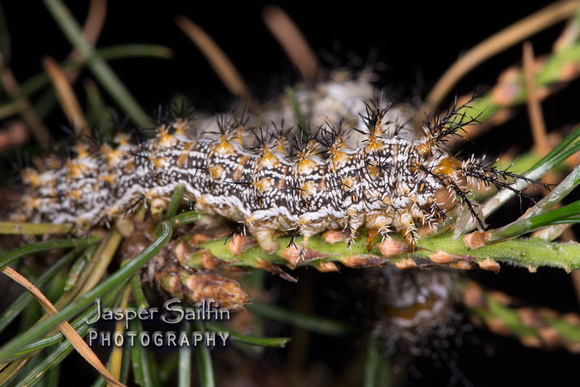 Doris' Pinemoth (Coloradia doris) caterpillars