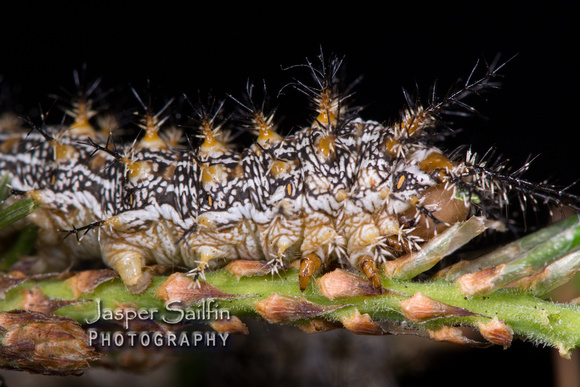 Doris' Pinemoth (Coloradia doris) caterpillar