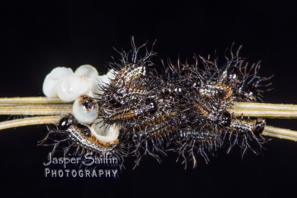 Doris' Pinemoth (Coloradia doris) first instar caterpillars