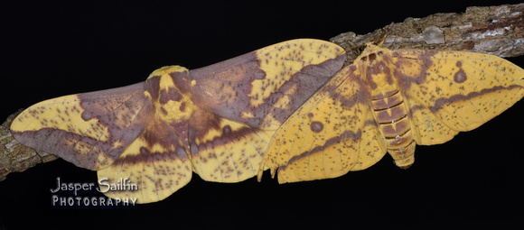 Oslar's Eacles (Eacles oslari) male on left and Imperial Moth (Eacles imperialis) on right)