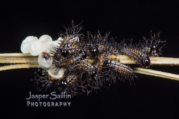 Doris' Pinemoth (Coloradia doris) first instar caterpillars