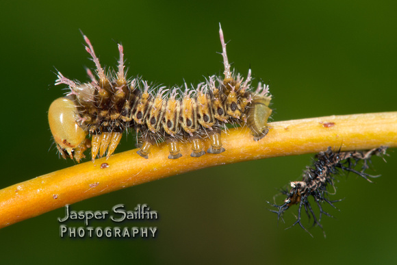 Oslar's Eacles (Eacles oslari) caterpillar