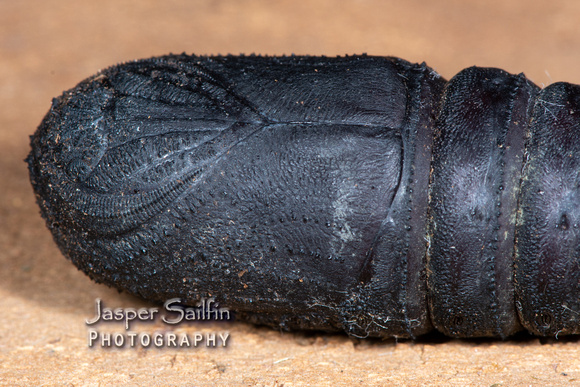 Oslar's Eacles (Eacles oslari) pupa