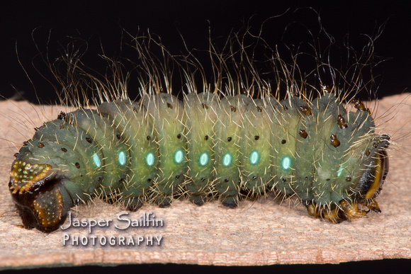 Oslar's Eacles (Eacles oslari) prepupal caterpillar