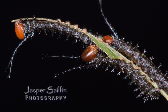Spiny Oakworm Moth (Anisota stigma) caterpillars