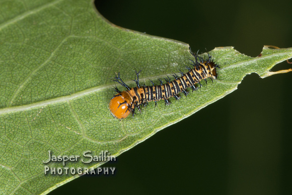 Oslar's Eacles (Eacles oslari) first instar caterpillar