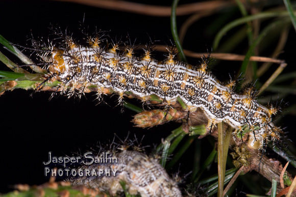 Doris' Pinemoth (Coloradia doris) caterpillar