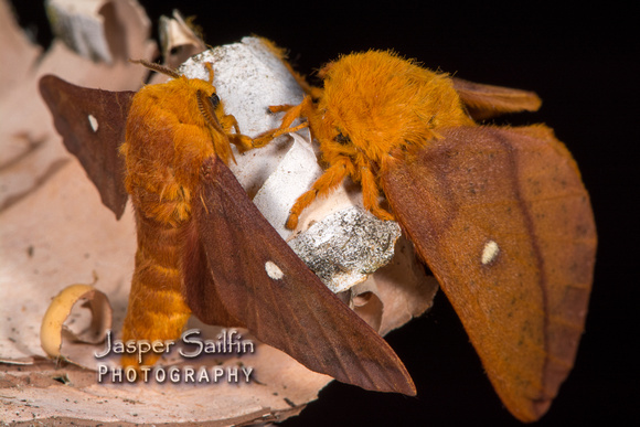 Orange-tipped Oakworm Moth (Anisota senatoria) pair (female on right)
