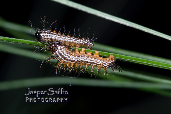 Doris' Pinemoth (Coloradia doris) caterpillars