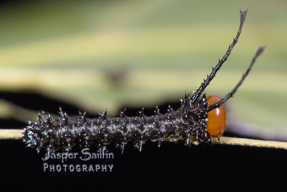 Spiny Oakworm Moth (Anisota stigma) caterpillar