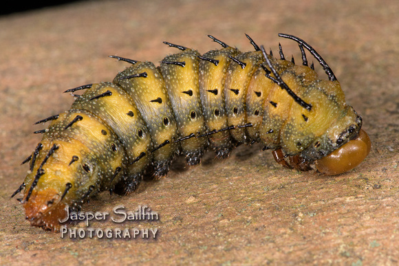 Spiny Oakworm Moth (Anisota stigma) prepupal caterpillar