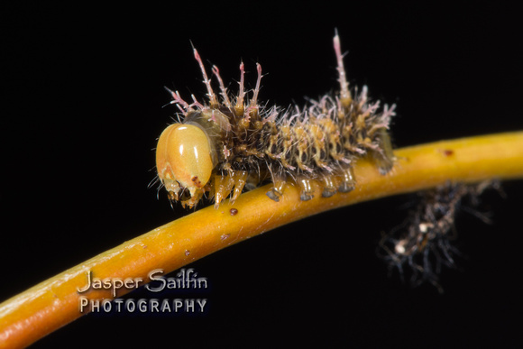 Oslar's Eacles (Eacles oslari) caterpillar